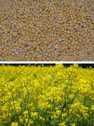 Горчица 0,5кг фасованная Горчица 0,5кг фасованная