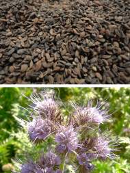 Фацелия 0,3кг (фас) Фацелия 0,3кг (фас)