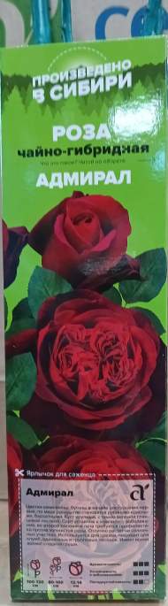 Роза Алтай чайно-гибридная Адмирал 1шт Роза Алтай чайно-гибридная Адмирал 1шт