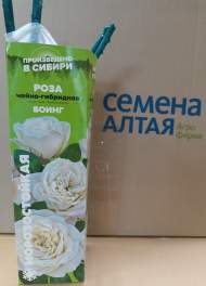 Роза Алтай чайно-гибридная Боинг 1 шт Роза Алтай чайно-гибридная Боинг 1 шт