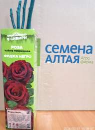 Роза Алтай чайно-гибридная Фиджа Негро 1 шт Роза Алтай чайно-гибридная Фиджа Негро 1 шт
