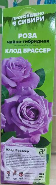 Роза Алтай чайно-гибридная Клод Брассер 1 шт Роза Алтай чайно-гибридная Клод Брассер 1 шт