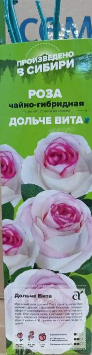 Роза Алтай чайно-гибридная Дольче вита 1 шт Роза Алтай чайно-гибридная Дольче вита 1 шт