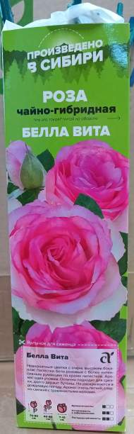 Роза Алтай чайно-гибридная Белла Вита 1 шт Роза Алтай чайно-гибридная Белла Вита 1 шт