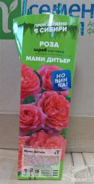 Роза Алтай шраб (кустовая) Мами Дитьер 1 шт Роза Алтай шраб (кустовая) Мами Дитьер 1 шт