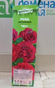 Роза Алтай Английская Тесс 1 шт Роза Алтай Английская Тесс 1 шт