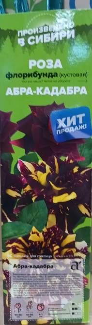 Роза Алтай флорибунда Абра-кадабра 1 шт Роза Алтай флорибунда Абра-кадабра 1 шт