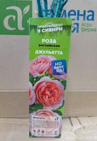 Роза Алтай Английская Джульетта 1 шт Роза Алтай Английская Джульетта 1 шт
