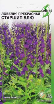 Лобелия Старшип Блю (дом семян) 5 шт многолетник Лобелия Старшип Блю (дом семян) 5 шт многолетник