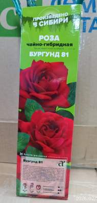 Роза Алтай чайно-гибридная Бургунди 81 1 шт Роза Алтай чайно-гибридная Бургунди 81 1 шт