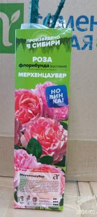 Роза Алтай флорибунда Мерхенцаубер 1 шт Роза Алтай флорибунда Мерхенцаубер 1 шт