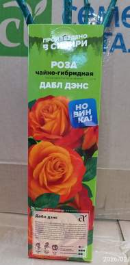 Роза Алтай чайно-гибридная Дабл Дэнс 1 шт Роза Алтай чайно-гибридная Дабл Дэнс 1 шт