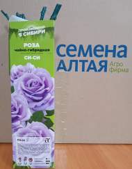 Роза Алтай чайно-гибридная Си-Си 1 шт Роза Алтай чайно-гибридная Си-Си 1 шт