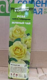 Роза Алтай чайно-гибридная Зеленый Чай 1шт Роза Алтай чайно-гибридная Зеленый Чай 1шт