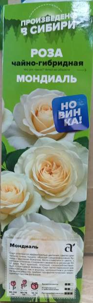 Роза Алтай чайно-гибридная Мондиаль 1 шт Роза Алтай чайно-гибридная Мондиаль 1 шт